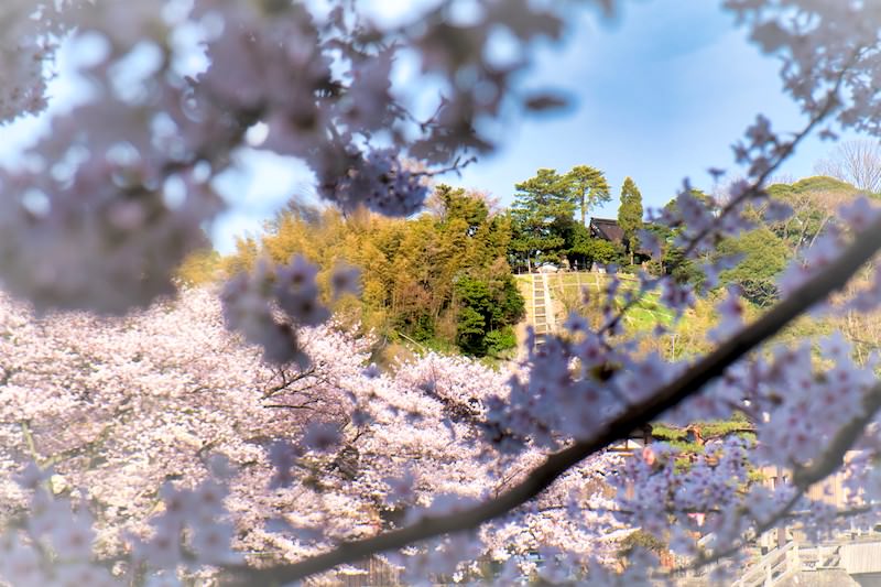 浅野川からみた宝泉寺(金沢市米沢啓さん撮影)