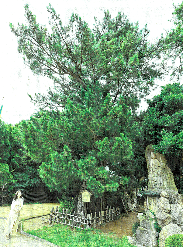 神木「五本松」金沢宝泉寺